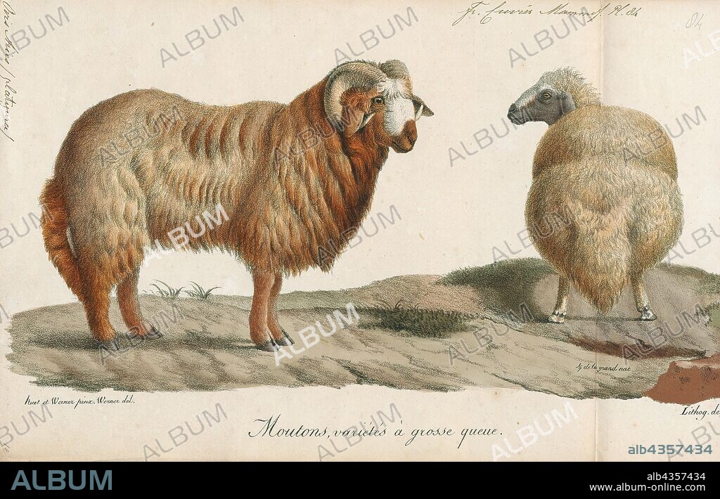 Ovis aries platyura, Print, Ovis is a genus of mammals, part of the Caprinae subfamily of the ruminant family Bovidae. Its five or more highly sociable species are known as sheep. The domestic sheep is one member of the genus, and is thought to be descended from the wild mouflon of central and southwest Asia., 1700-1880.