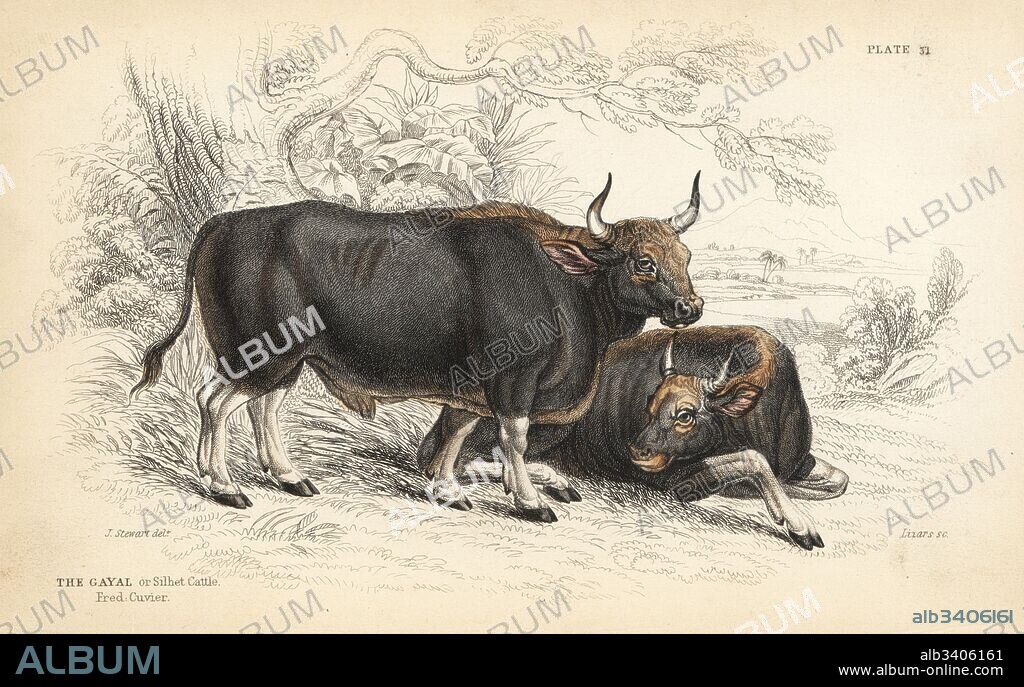 Gaur or Indian bison, Bos gaurus (Gayal or Silhet cattle, Bos gavaeus). Handcoloured steel engraving by Lizars after an illustration by James Stewart from William Jardine's Naturalist's Library, Edinburgh, 1836.