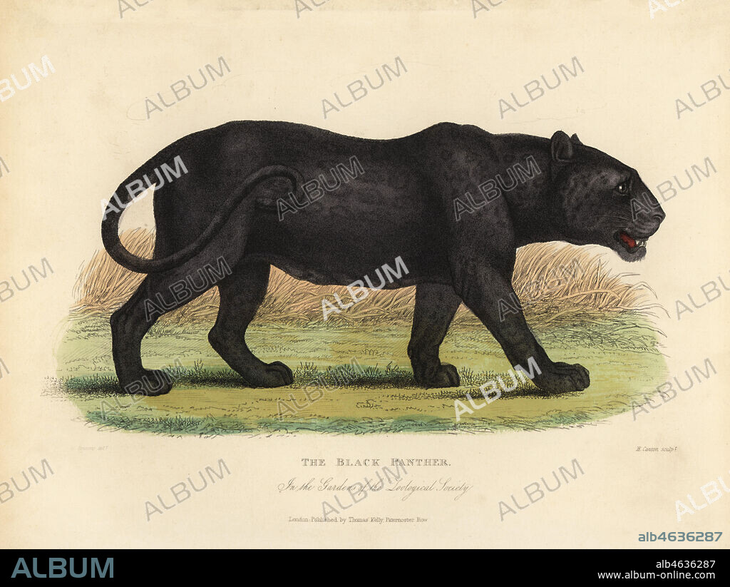 Black Panther, Panthera pardus or Panthera onca, in the Gardens of the Zoological Society. Handcoloured copperplate drawn and engraved by H. Canton after an illustration by W. Panormo from William Smellies translation of Count Georges Buffons History of the Earth and Animated Nature, Thomas Kelly, London, 1829.