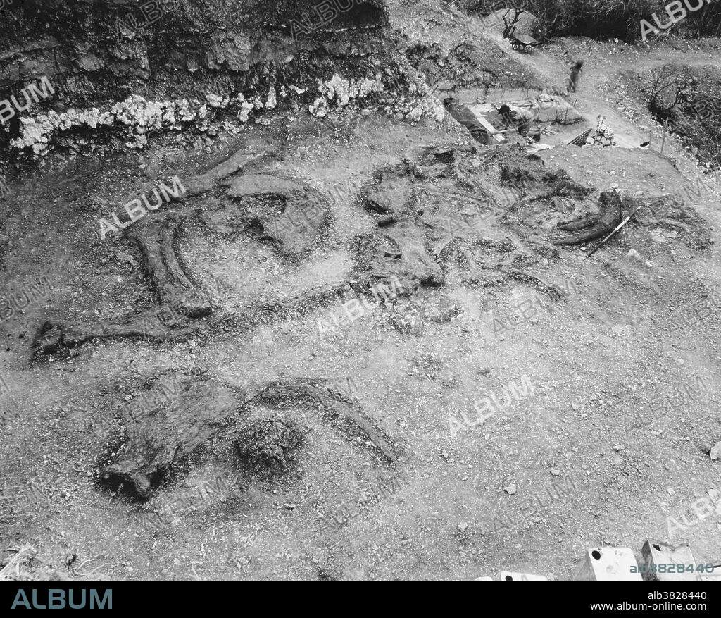 British anthropologist and archeologist Mary Leakey (1913-1996) at the site of the fossil remains of a prehistoric Deinotherium (''terrible beast''). The Deinotherium was a massive elephant-like creature with tusks in its lower jaw. Note the four-foot measuring rod lying beside the tusks. Olduvai Gorge, Tanzania, Africa.
