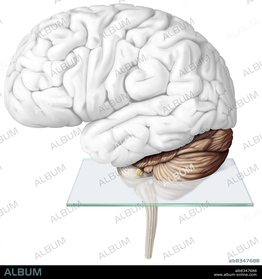 The cerebellum is the part of the brain located under the cerebrum, behind the brainstem. It ensures motor coordination as well as the maintenance of balance and posture. The cerebellum also allows for harmonious voluntary movements, without useless effort, without losing balance and without trembling.