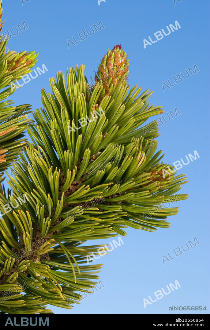 Bristlecone pine tree (Pinus longaeva) photographed at Yovimpa Point, Bryce Canyon National Park, Utah.