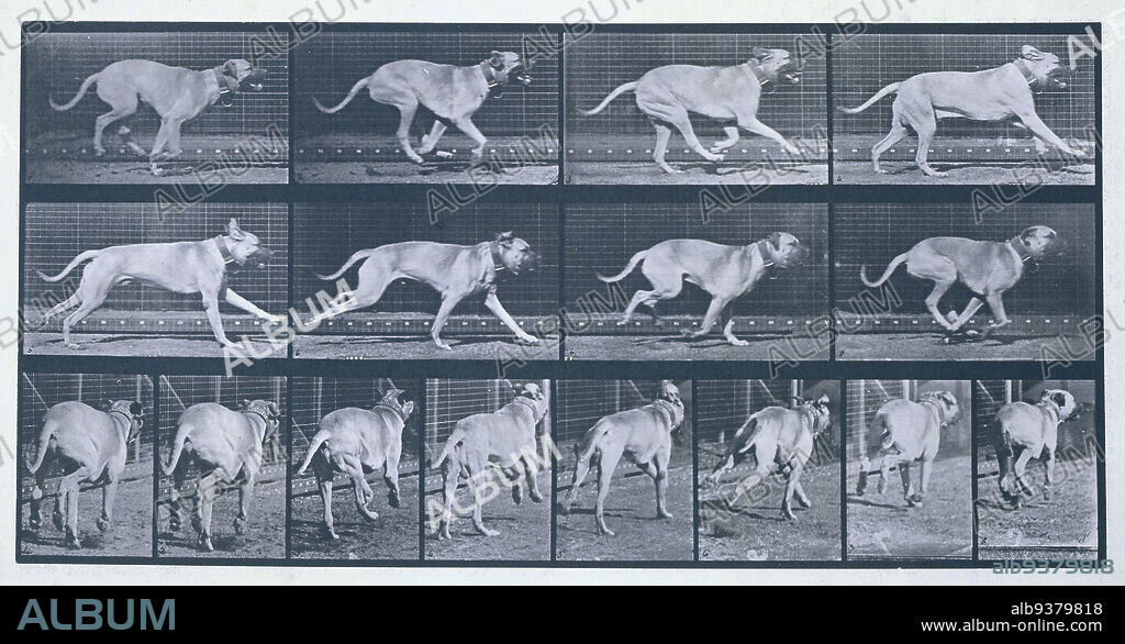 Running Dog (Dread), Animal Locomotion ..., Philadelphia 1887 (pl 707) (series title), Eadweard Muybridge (mentioned on object), 1887, collotype, height 484 mm × width 612 mmheight 189 mm × width 380 mm.