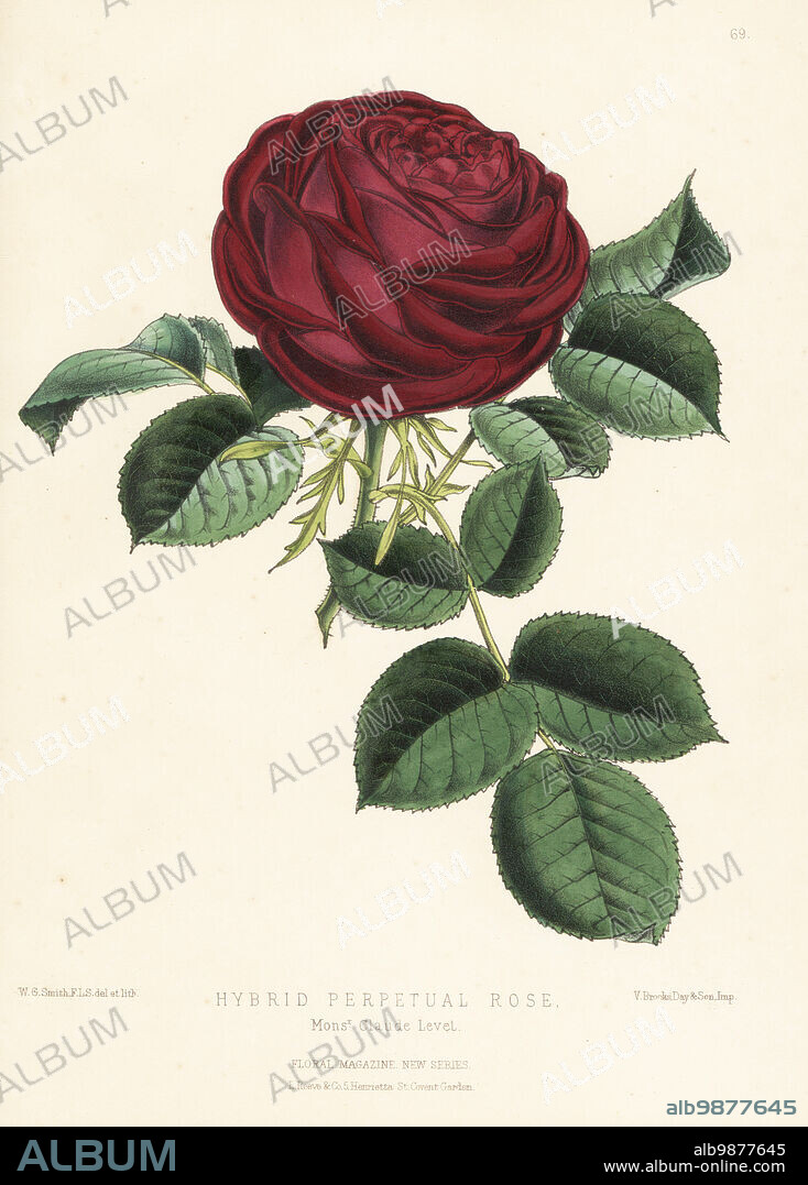 Hybrid perpetual rose, M. Claude Levet. Raised by Levet nursery of Lyons, exhibited by George Paul. Handcolored botanical illustration drawn and lithographed by Worthington George Smith from Henry Honywood Dombrain's Floral Magazine, New Series, Volume 2, L. Reeve, London, 1873. Lithograph printed by Vincent Brooks, Day & Son.
