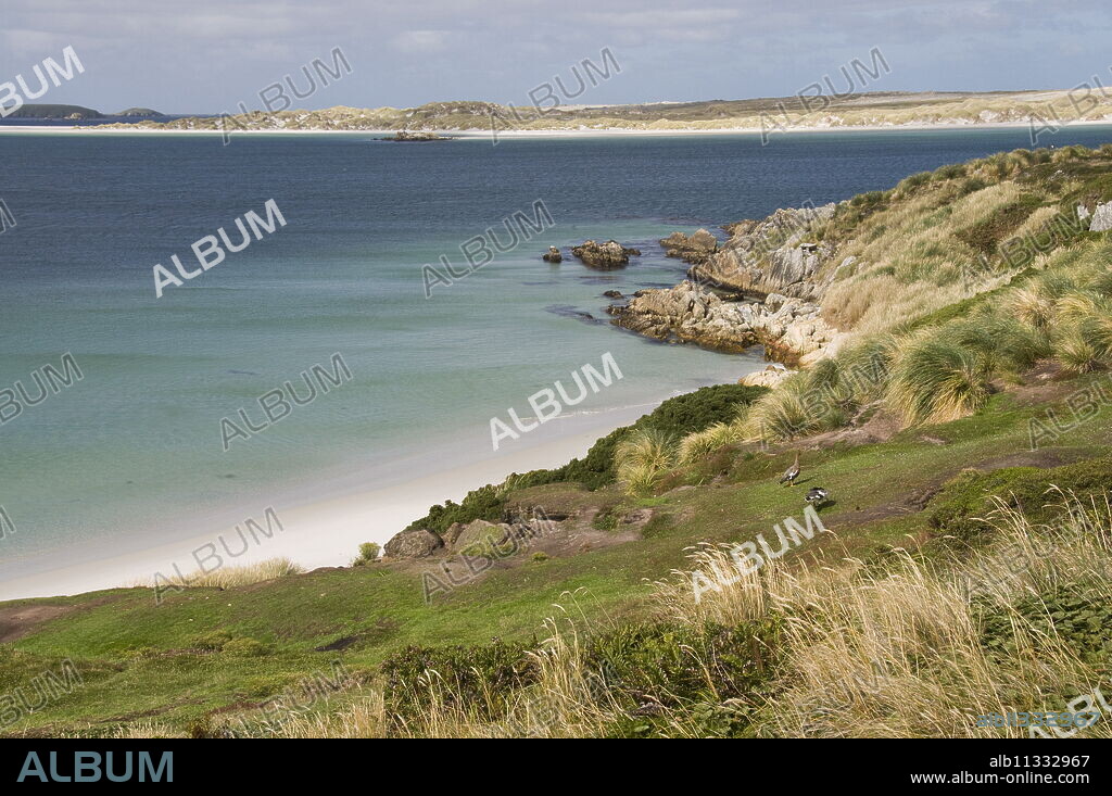Gypsy Cove, Yorke Bay, Port Stanley, Falkland Islands, South America.