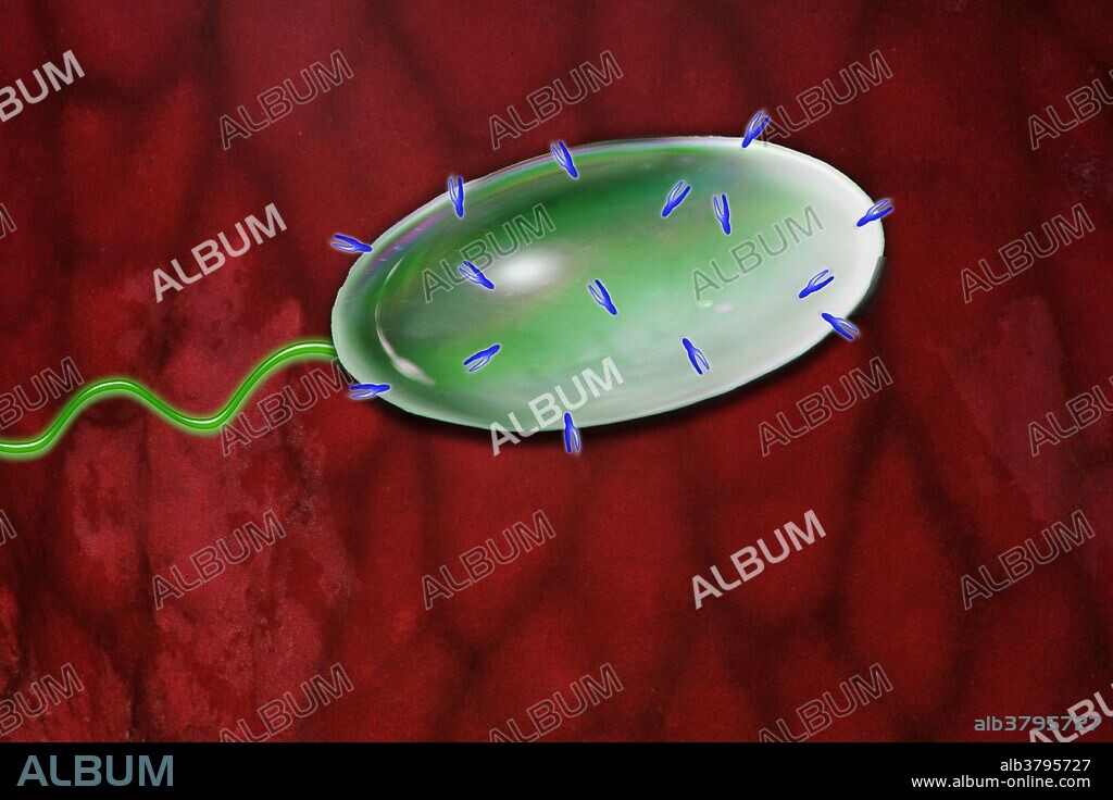 Artwork showing glycocalyx of bacteria. This is the network of polysaccharides that project from the surface of all bacterial cells.