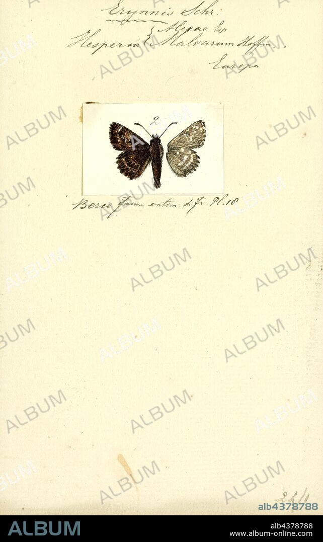 Erynnis, Print, Erynnis is a genus in the skippers butterfly family, Hesperiidae, known as the duskywings. Erynnis is found in the Neotropical ecozone and across the Palearctic but the highest species diversity is in the Nearctic.