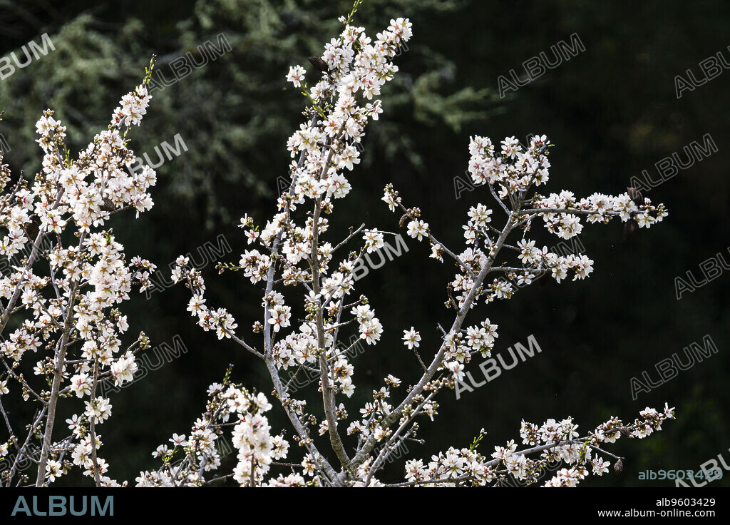 almendo en flor, Randa, municipio de Algaida, Mallorca, balearic islands, spain, europe.
