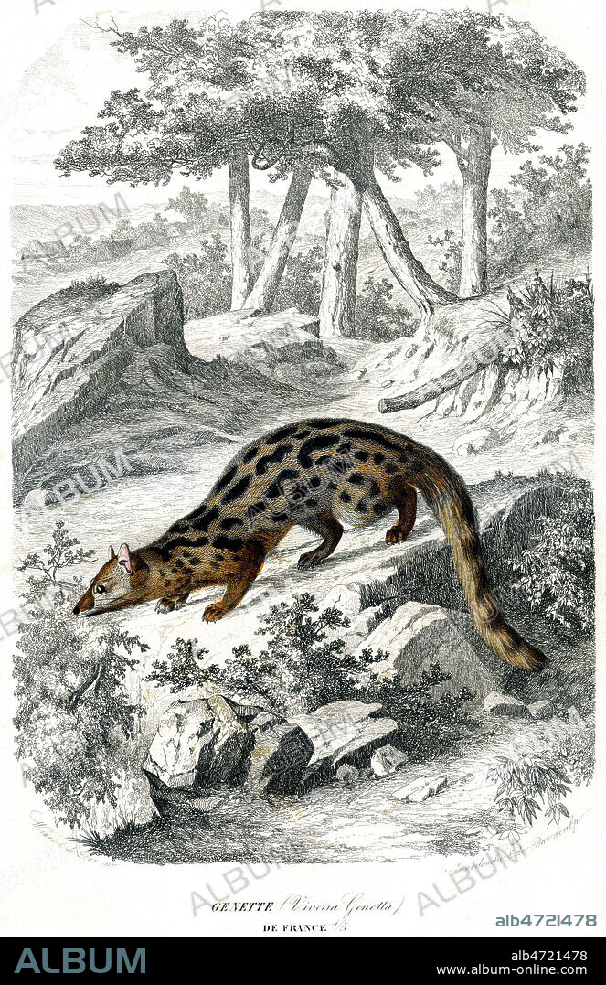 Genette de France. Illustration 1855 par Jean Charles WERNER (1798-1856) pour l'Histoire Naturelle des Mammiferes par Paul GERVAIS (1816-1879). Credit : Coll. Jonas/KHARBINE-TAPABOR.