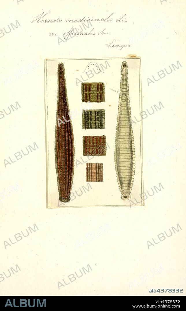 Hirudo medicinalis, Print, Hirudo medicinalis, the European medicinal leech, is one of several species of leeches used as "medicinal leeches".