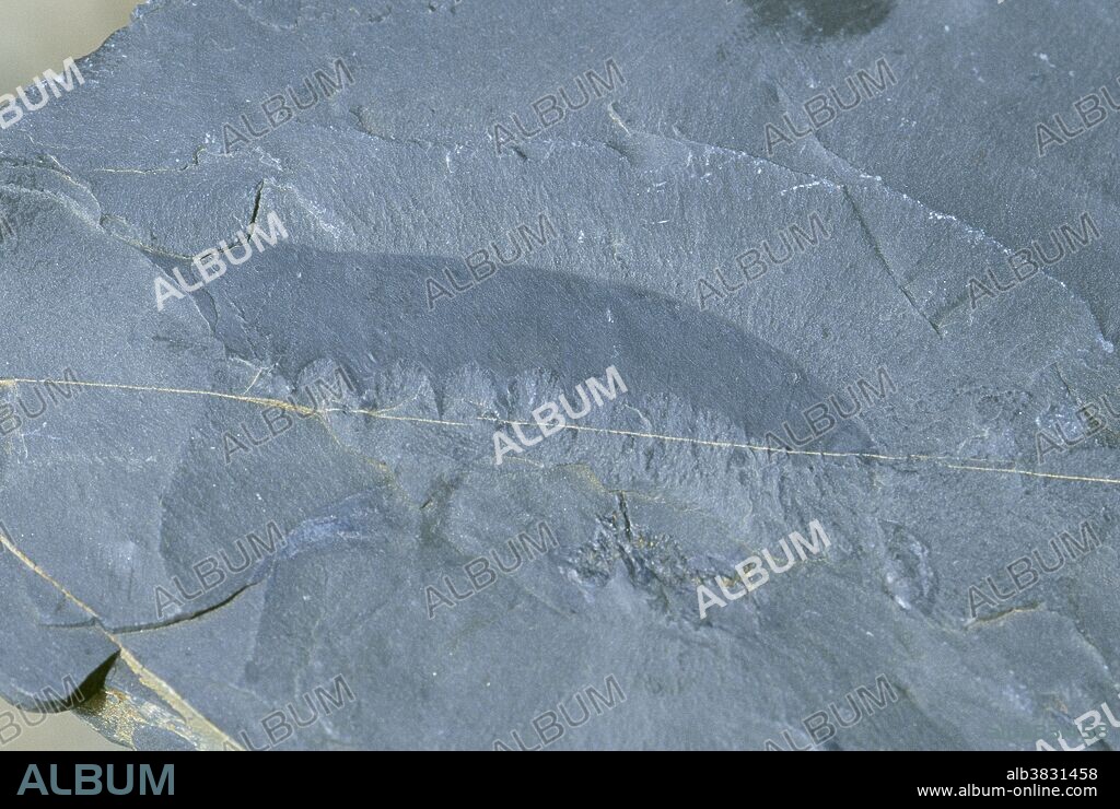 Anomalocaris, a fossil from the Burgess Shale Formation in British Columbia, Canada.