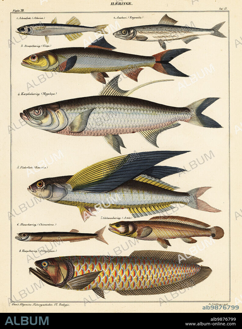 Fish species: 1 sand smelt, Achrenfisch (Atherina), 2 anchovy, Anschovi (Engraulis), 3 ladyfish, Stempelhaering (Elops), 4 tarpon, Karpfenhaering (Megalops), 5 flying fish, Flederfisch (Exocoetus), 6 wolf herring, Hauerhaering (Chirocentrus), 7 bowfin, Schlammhaering (Amia), and 8 arowana, Raspelhaering (Osteoglossum). Plate 55. Handcoloured lithograph by St Schillinger from Lorenz Oken's Universal Natural History, Allgemeine Naturgeschichte fur alle Stande, Stuttgart, 1841.