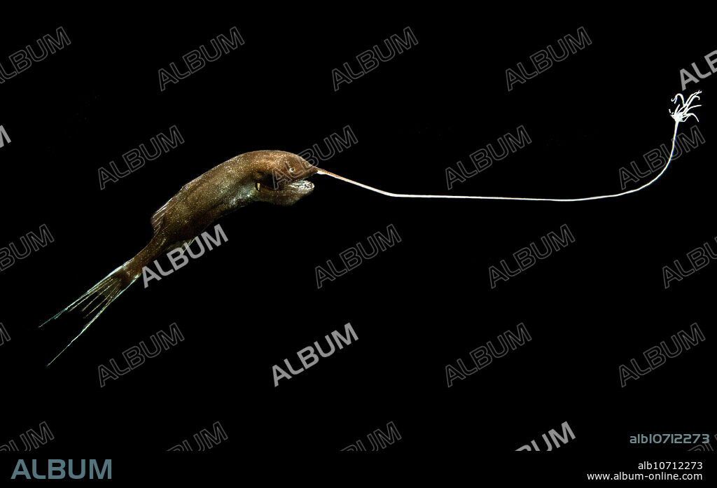This is a female Whipnose Anglerfish, Gigantactis gargantuai. Female deep sea anglerfishes are predatory, luring their prey with a bioluminescent bulb (an esca) at the end of a long rod (an illicium), which is a modified fin ray. Impressive teeth are used to impale and hold any prey item that moves in to investigate the glowing lure. The lure is filled with bioluminescent bacteria, which live in a symbiosis with the female anglerfish. This individual was captured in a trawl between 1,500 and 1,200 meters depth in the Gulf of Mexico, 2016. Image courtesy of the DEEPEND project.