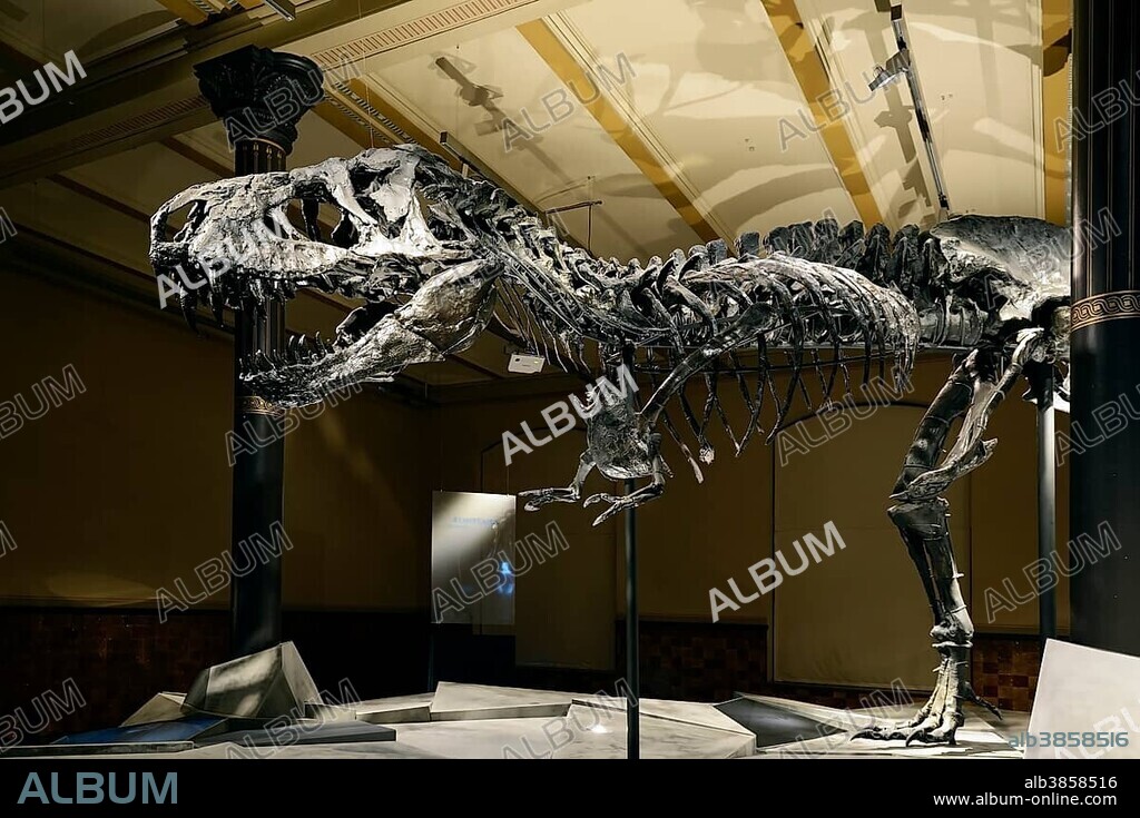 The far best preserved skeleton of Tyrannosaurus rex or T. rex, Tristan Otto, Naturkundemuseum, Natural history museum, Berlin, Germany