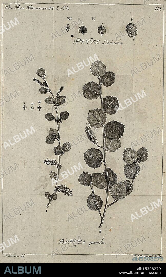 Die Harbkesche wilde Baumzucht theils Nordamerikanischer und anderer fremder Braunschweig im Verlage de Fürstl Waisenhaus-Buchhandlung 1771-1772 Germany Magdeburg plants shrubs trees woody plants, This illustration presents a botanical study of two distinct plant specimens, labeled as I and II. The first specimen on the left displays an elongated stem with detailed, serrated leaves and clusters of small flowers, while the second specimen on the right features a more rounded leaf shape and a different arrangement of flowers. Above the main illustration, there are smaller representations or sketches of additional floral structures, indicating various stages of development or different parts of the plant species. The overall composition serves as an informative reference for the identification and study of these plants, complete with scientific notations and a title referencing 'PINUS Lancana.