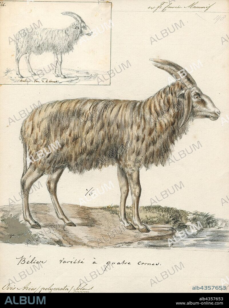 Ovis aries polycerata, Print, Ovis is a genus of mammals, part of the Caprinae subfamily of the ruminant family Bovidae. Its five or more highly sociable species are known as sheep. The domestic sheep is one member of the genus, and is thought to be descended from the wild mouflon of central and southwest Asia., multi-horned.