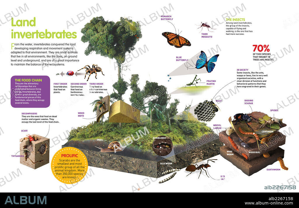 Invertebrados terrestres. Infografía sobre las especies de invertebrados terrestres y su hábitat y la cadena trófica que se establece entre los diferentes tipos.