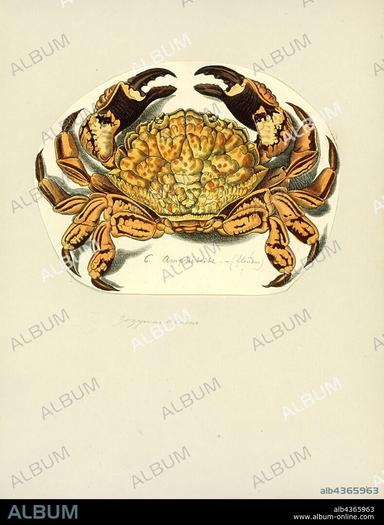 Zozymus aeneus, Print, Zosimus aeneus is a species of crab that lives on coral reefs in the Indo-Pacific from East Africa to Hawaii. It grows to a size of 60 mm × 90 mm (2.4 in × 3.5 in) and has distinctive patterns of brownish blotches on a paler background. It is potentially lethal due to the presence in its flesh and shell of the neurotoxins tetrodotoxin and saxitoxin.