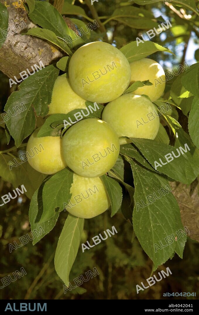Plum tree - fruits, Brenes, Seville province, Region of Andalusia, Spain, Europe.