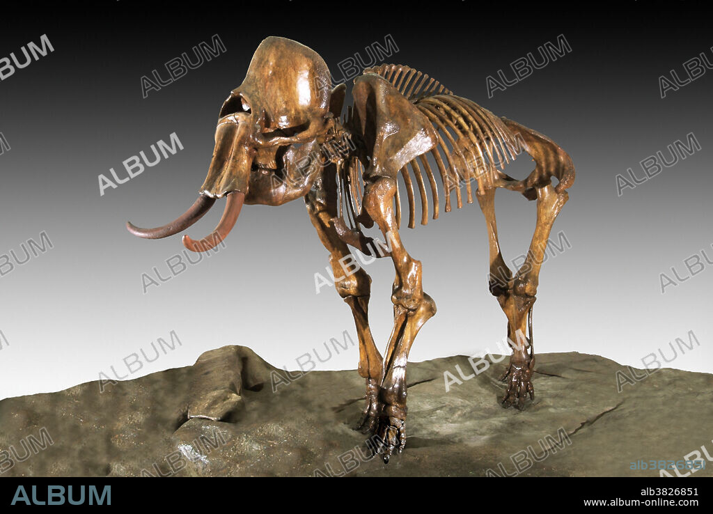 Columbian Mammoth (Mammuthus columbi), Pleistocene period (Ice Age), Platte River, Colorado.