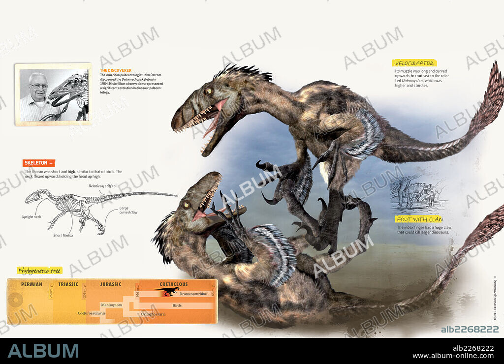 Características del Deinonychus. Infografía sobre algunas características del Deinonychus, dinosaurio carnívoro con plumas y su descubridor.