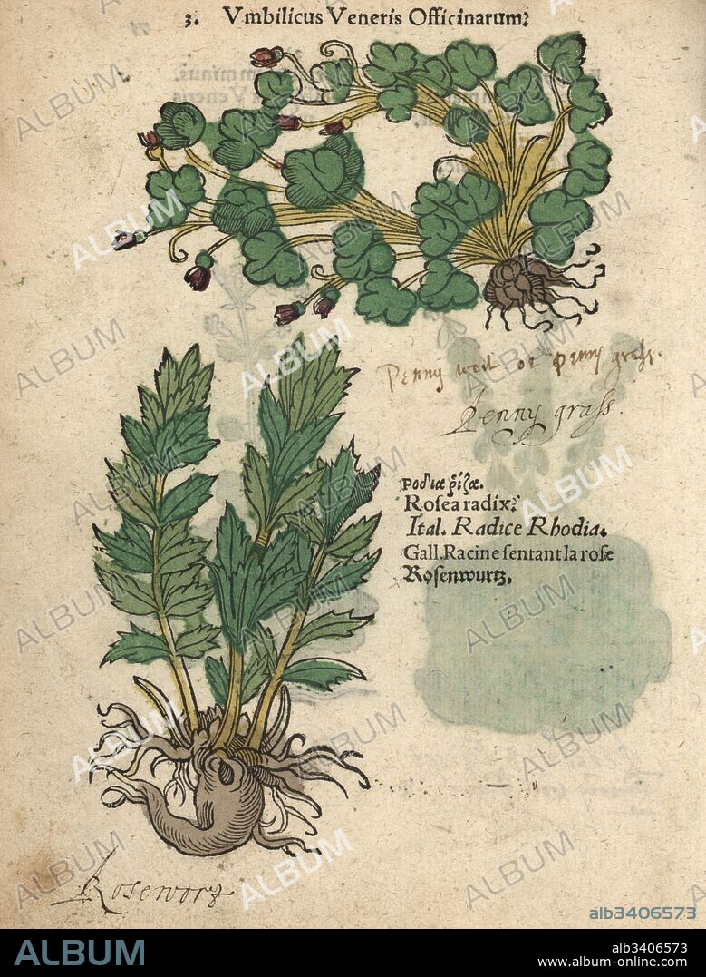 Ivy-leaved toadflax, Cymbalaria muralis, and rose root, Rhodiola rosea radix. Handcoloured woodblock engraving of a botanical illustration from Adam Lonicer's Krauterbuch, or Herbal, Frankfurt, 1557. This from a 17th century pirate edition or atlas of illustrations only, with captions in Latin, Greek, French, Italian, German, and in English manuscript.