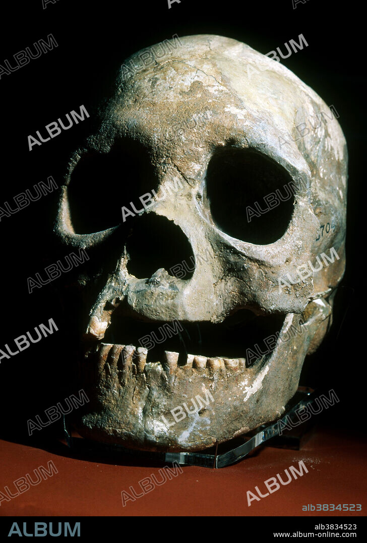 The skull of La Jolla Man, determined to be around 6,000 years old, found in Medano Estuary, Baja, California.