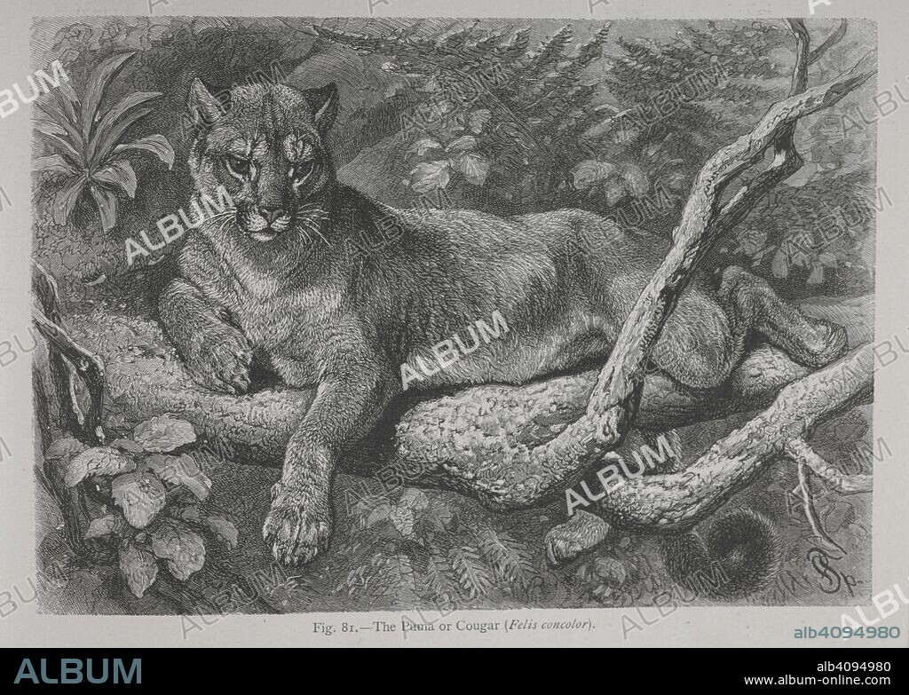 ALFRED RUSSEL WALLACE. The Puma or Cougar. The Geographical Distribution of Animals, with a study of the relations of living and extinct faunas as elucidating the past changes of the earth's surface. ... . London, 1876. Source: 07209.dd.1 fig.81.