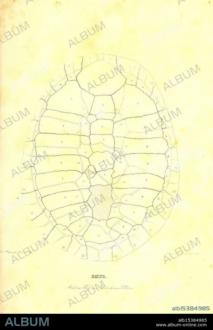 Museum Senckenbergianum Frankfurt am Main, J. D. Sauerländer, 1833-1845, natural history, periodicals, This illustration features a detailed anatomical diagram of a turtle's shell, showcasing the intricate arrangement of its bony structure. Each segment of the shell is clearly outlined and labeled, with various sections denoted by letters that likely correspond to specific parts of the turtle's anatomy. The background is lightly textured, emphasizing the delicate lines of the shell's design. This depiction serves to illustrate the unique characteristics of turtle morphology, capturing the complexity of its protective carapace.