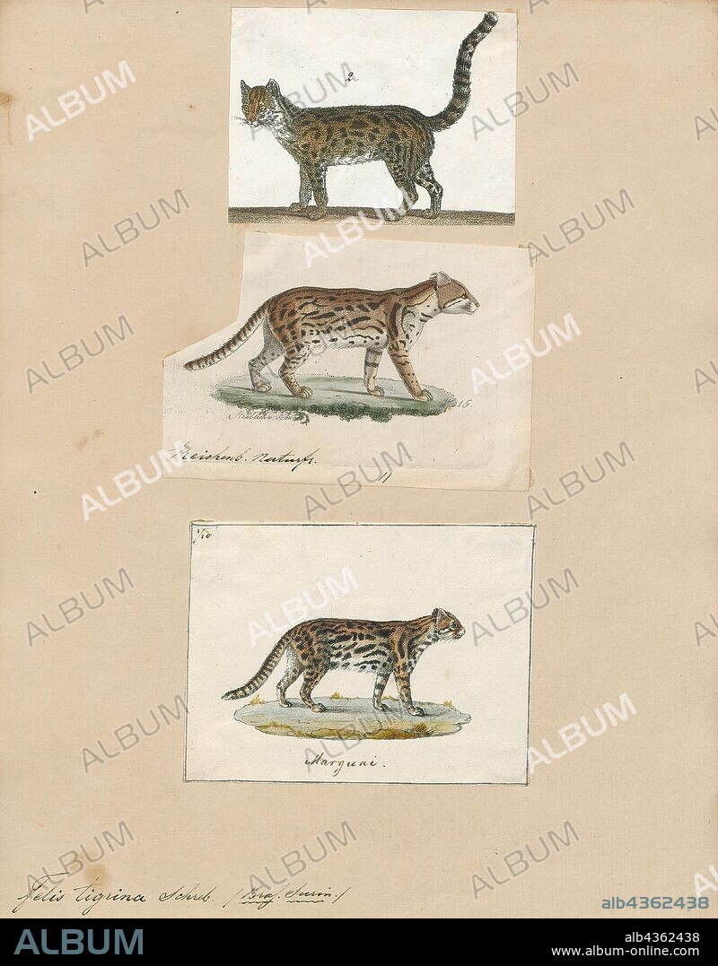 Felis tigrina, Print, The oncilla (Leopardus tigrinus), also known as the northern tiger cat, little spotted cat, and tigrillo, is a small spotted cat ranging from Central America to central Brazil. It is listed as Vulnerable on the IUCN Red List because the population is threatened by deforestation and conversion of habitat to agricultural land., 1700-1880.