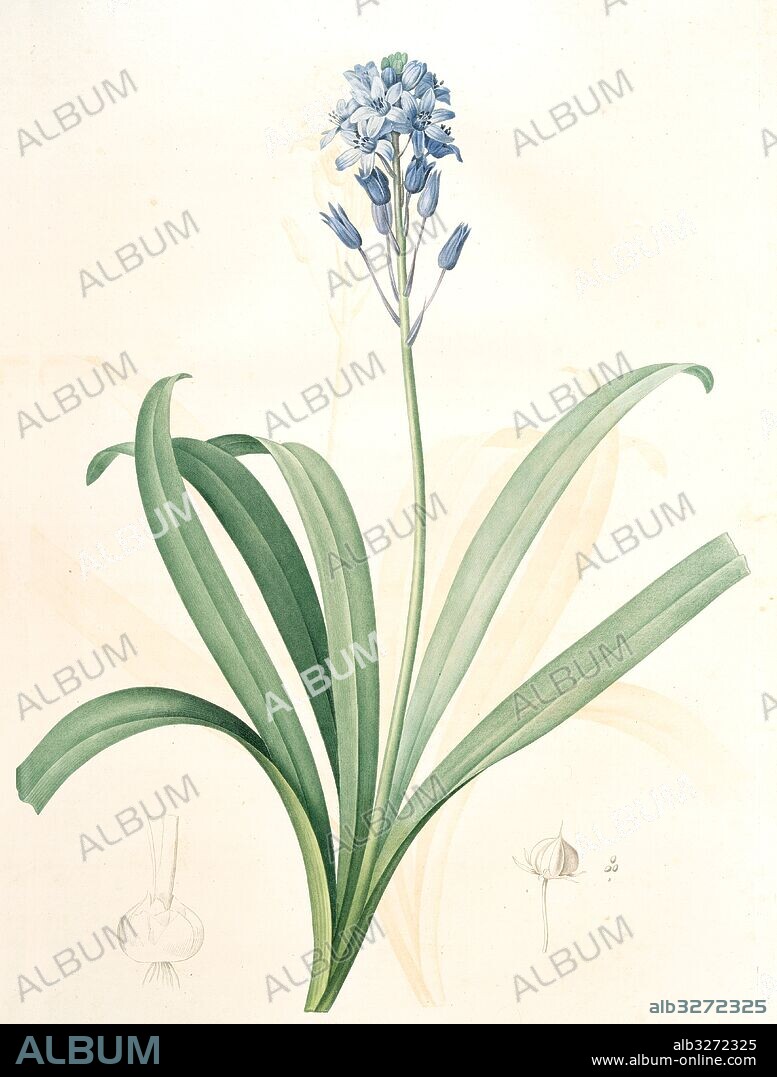 Scilla campanulata, Scille à fleurs en cloche, Bluebell, Redouté, Pierre Joseph, 1759-1840, les liliacees, 1802 - 1816.