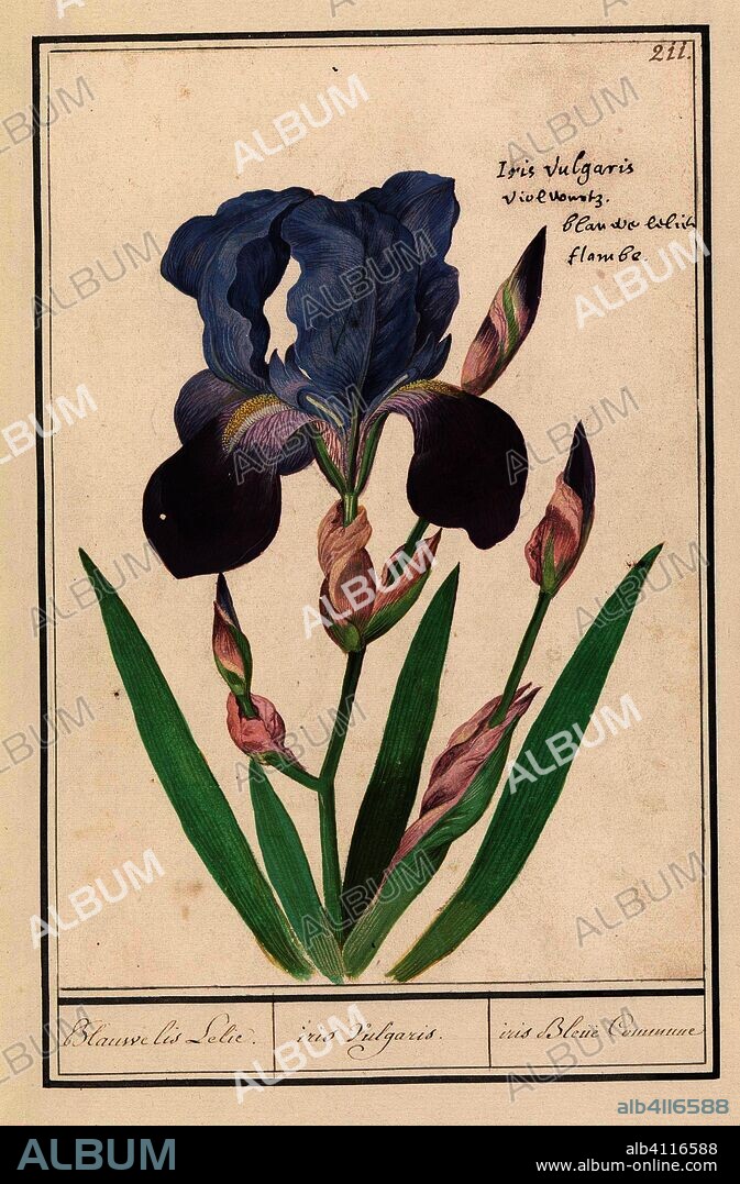 ANSELMUS BOËTIUS DE BOODT. Paarse iris (Iris germanica). Blauwe lis Lelie. / iris Vulgaris. / iris Blue Commune (title on object). Draughtsman: Anselmus Boëtius de Boodt. Draughtsman: Elias Verhulst. Dating: 1596 - 1610. Place: Praag. Measurements: h 246 mm × w 169 mm.