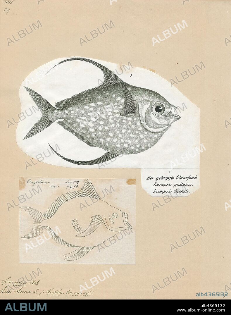 Lampris luna, Print, Opah, Opahs (also commonly known as moonfish, sunfish (not to be confused with Molidae), kingfish, redfin ocean pan, and Jerusalem haddock) are large, colorful, deep-bodied pelagic lampriform fishes comprising the small family Lampridae (also spelled Lamprididae). Only two living species occur in a single genus: Lampris (from the Greek lamprid-, "brilliant" or "clear"). One species is found in tropical to temperate waters of most oceans, while the other is limited to a circumglobal distribution in the Southern Ocean, with the 34°S as its northern limit. Two additional species, one in the genus Lampris and the other in the monotypic Megalampris, are only known from fossil remains. The extinct family, Turkmenidae, from the Paleogene of Central Asia, is closely related, though much smaller., 1700-1880.
