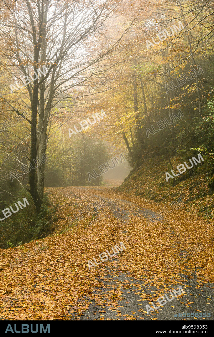 Path through deciduous forest, Escuaín Gorge, Ordesa and Monte Perdido National Park, Huesca Province, Aragon, Pyrenees mountain range, Spain.