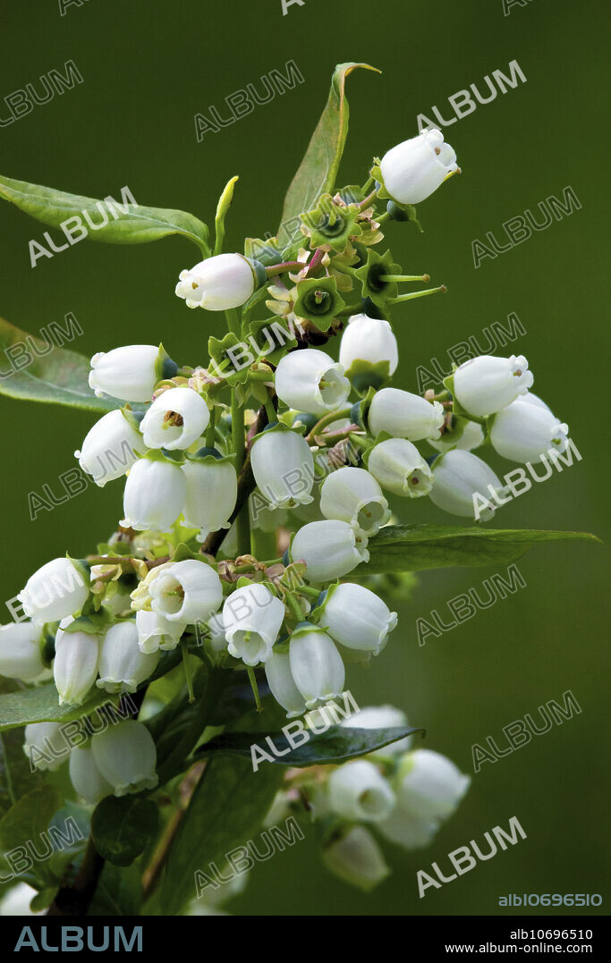 Domestic cultivar of highbush blueberry (Vaccinium corybosum) in bloom in Pennsylvania's Pocono Mountains, USA.