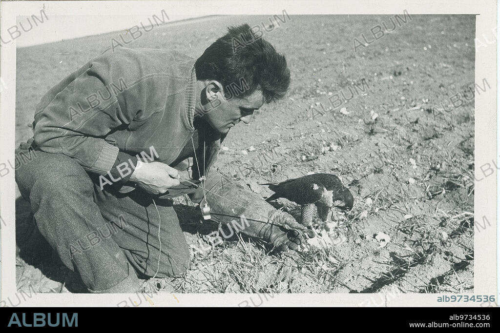 Briviesca (Burgos), July 1955. The falconer Félix Rodríguez de la Fuente preparing one of his birds to launch it into flight, after showing it the decoy.