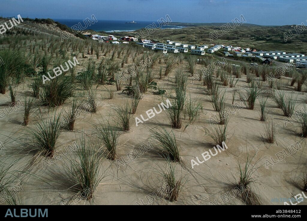 European Marram Grass (Ammophila arenaria), planted to stabilize sand dunes. Also known as Bent Grass or Beach Grass. Hayle, Cornwall, UK.