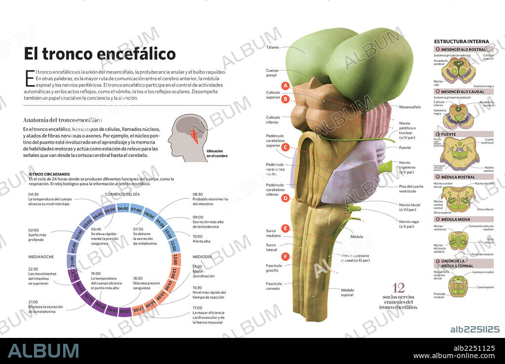 El tronco encefálico. Infografía sobre el tronco encefálico, su anatomía y estructura interna.