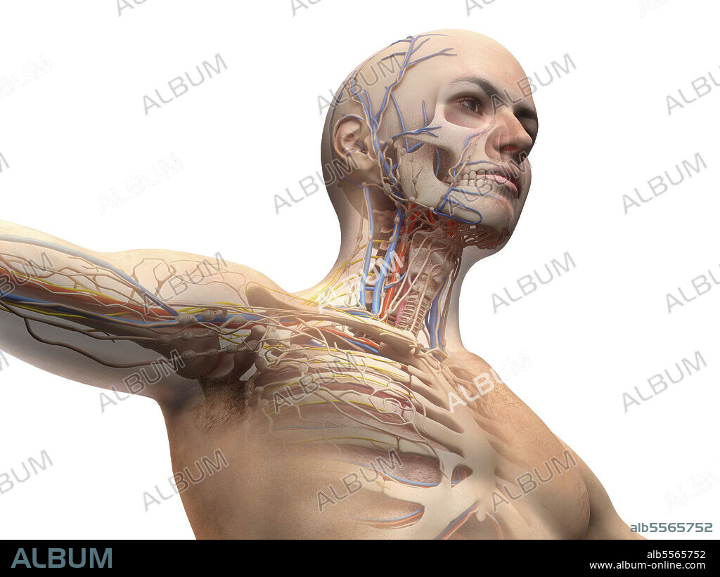 Anatomy of male head and chest with ghost effect of skeletal, cardiovascular, nervous and lymphatic systems.
