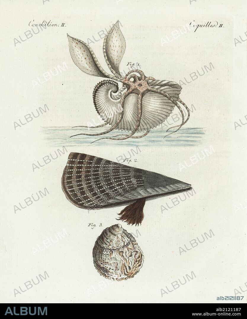 Great argonaut, Argonauta argo 1, rough penshell, Pinna rudis 2, and European flat oyster, Ostrea edulis 3. Handcoloured copperplate engraving from Bertuch's "Bilderbuch fur Kinder" (Picture Book for Children), Weimar, 1798. Friedrich Johann Bertuch (1747-1822) was a German publisher and man of arts most famous for his 12-volume encyclopedia for children illustrated with 1,200 engraved plates on natural history, science, costume, mythology, etc., published from 1790-1830.