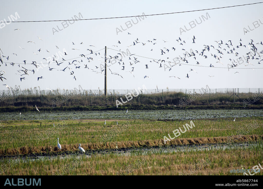 Delta del Ebro (cerca de Sant Carles de la Rápita); arrozales y aves.