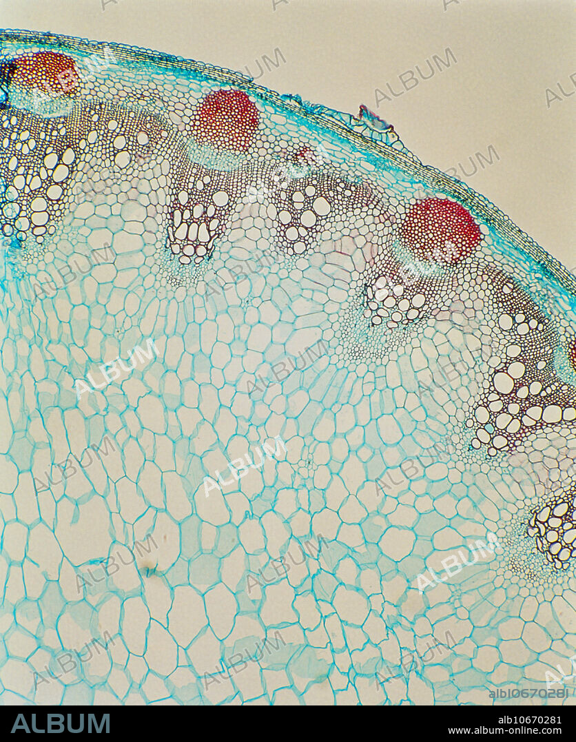Sunflower Stem under a microscope