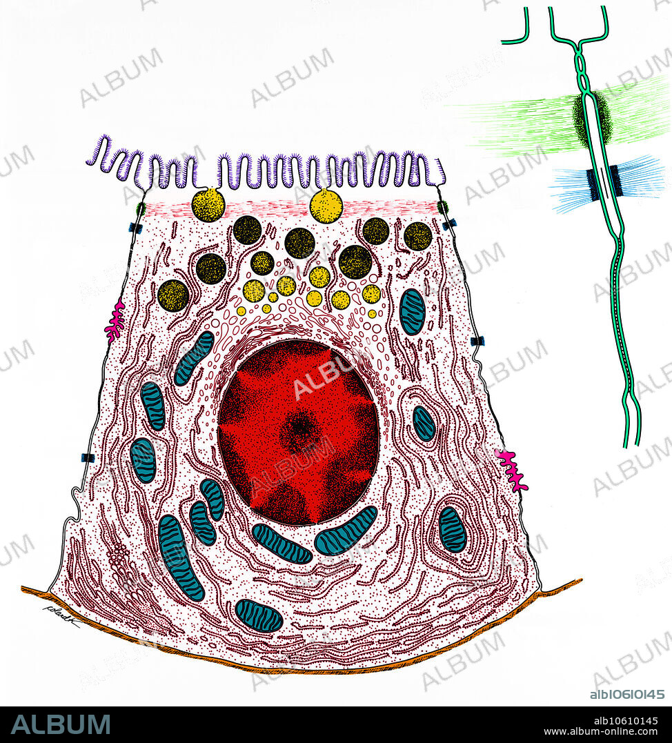 llustration of the location, component, and membrane relationships at the junctional complex between epithelial cells. At right is a detail of a gap junction. Microvilli (at top, purple); Zymogen granule (round circles, yellow); Intercellular canaliculus (pink); Desmosme, macula adherens (inset, light blue), Gap junction, nexus (inset, turquoise); Zonula adherens (inset, green); Zonula occludens (inset, above the Zonula adherens, turquoise); Basement lamina (bottom, brown).