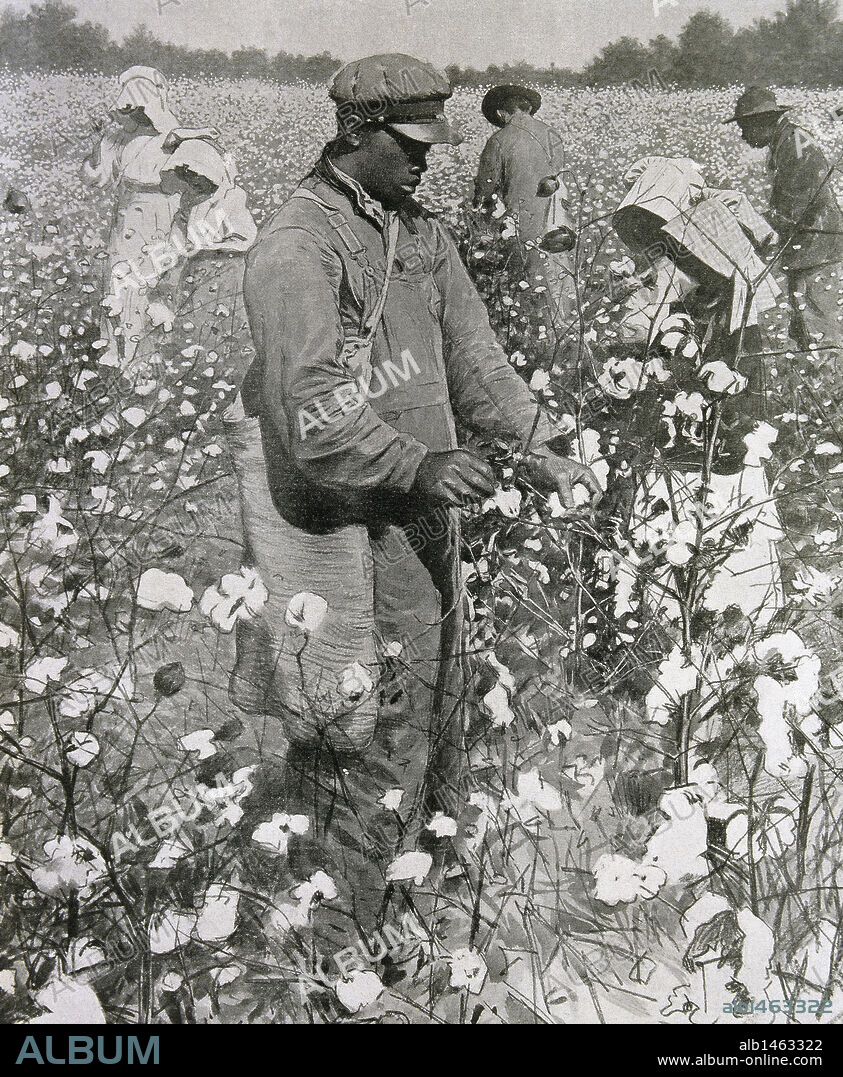 United States. Slaves picking cotton. Engraving 1878.
