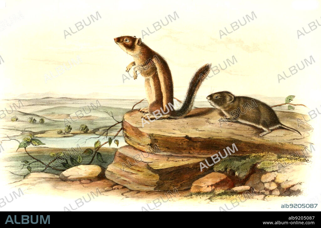 Harris-Antilopenziesel, Ammospermophilus harrisii und Kalifornische Wühlmaus, Microtus californicus, digital restaurierte Reproduktion einer Originalvorlage aus dem 19. Jahrhundert, genaues Originaldatum nicht bekannt / Harris's antelope squirrel, Ammospermophilus harrisii and California vole (Microtus californicus) is a type of vole which lives throughout much of California and part of southwestern Oregon. It is also known as the California meadow mouse, historical, digital improved reproduction of an original from the 19th century.