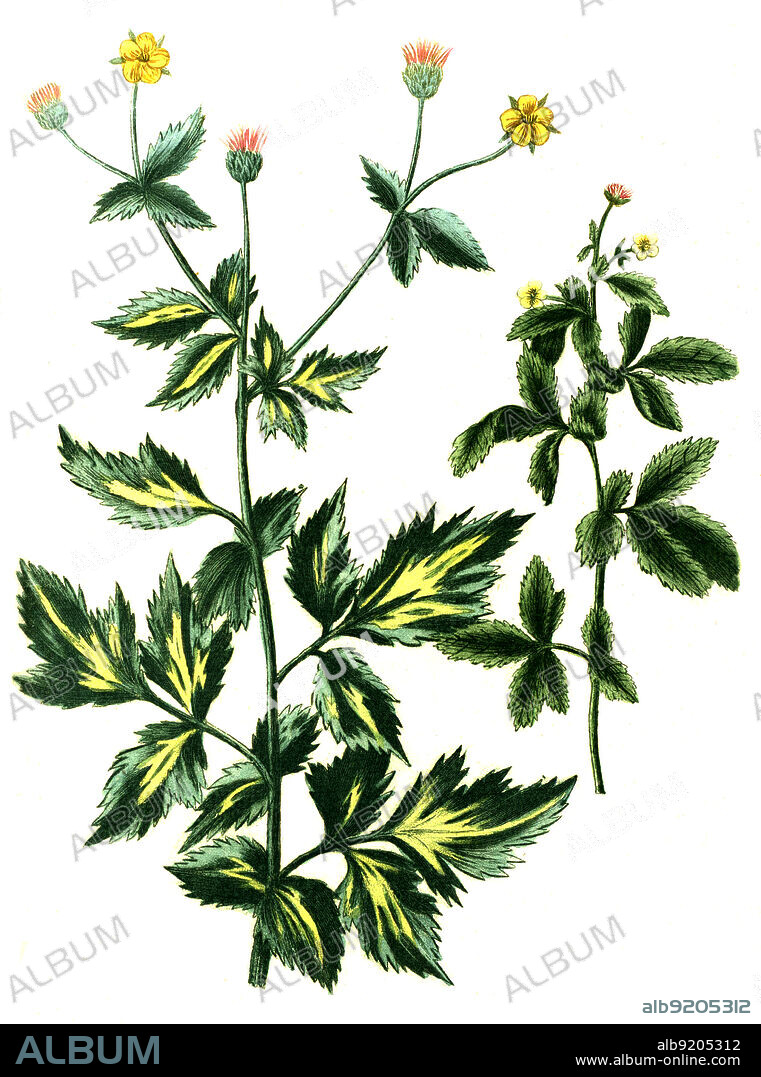 Caryophillata alpina, vulgaris, echter Nelkenwurz, Digital retuschierte Illustration aus Phytanthoza iconographica von Johann Wilhelm Weinmann, Maler Bartholomäus Seutter und Kupferstecher Johann Jakob Haid und Johann Elias Ridinger, 1740 / Digitally retouched illustration from Phytanthoza iconographica by Johann Wilhelm Weinmann, painter Bartholomäus Seutter and engravers Johann Jakob Haid and Johann Elias Ridinger, 1740.