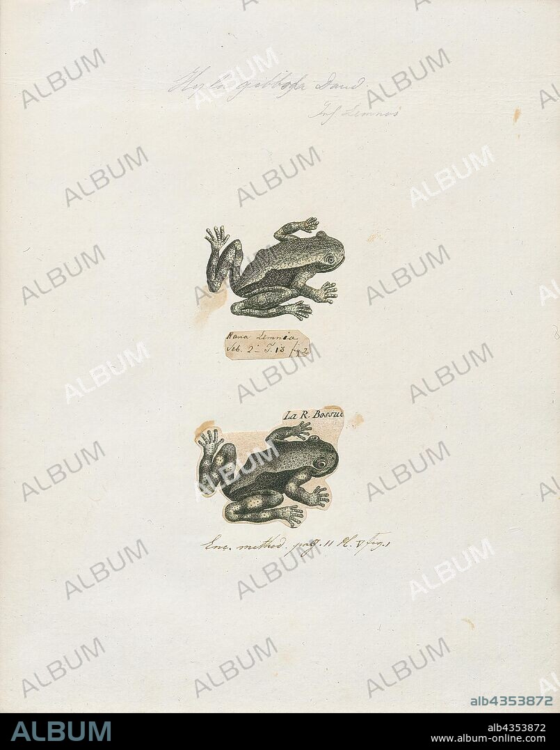 Hyla gibbosa, Print, Hyla is a genus of frogs in the tree frog family Hylidae. They have a very broad distribution; species can be found in Europe, Asia, Africa, and across the Americas. There were more than 300 described species in this genus, but after a major revision of the family Hylidae most of these have been moved to new genera so the genus now only contains 33 species". The earliest known fossil member of this genus is †Hyla swanstoni from the Eocene of Saskatchewan, Canada., 1700-1880.
