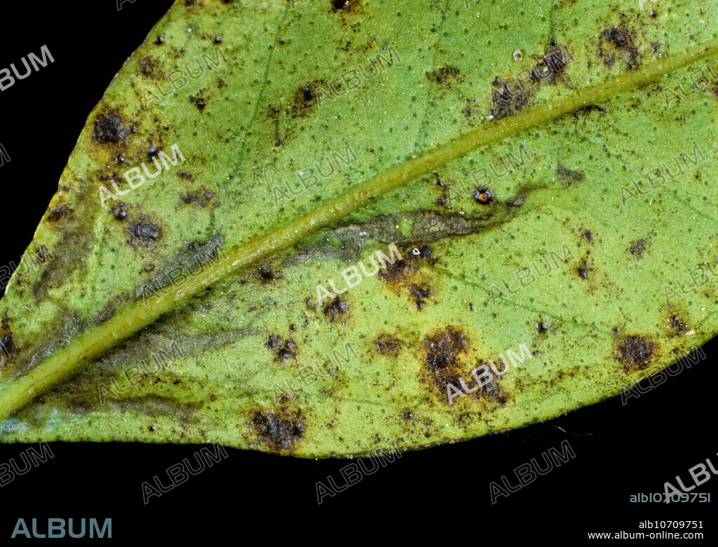 Greasy spot (Mycosphaerella citri) disease blisters on the underside of an orange leaf.