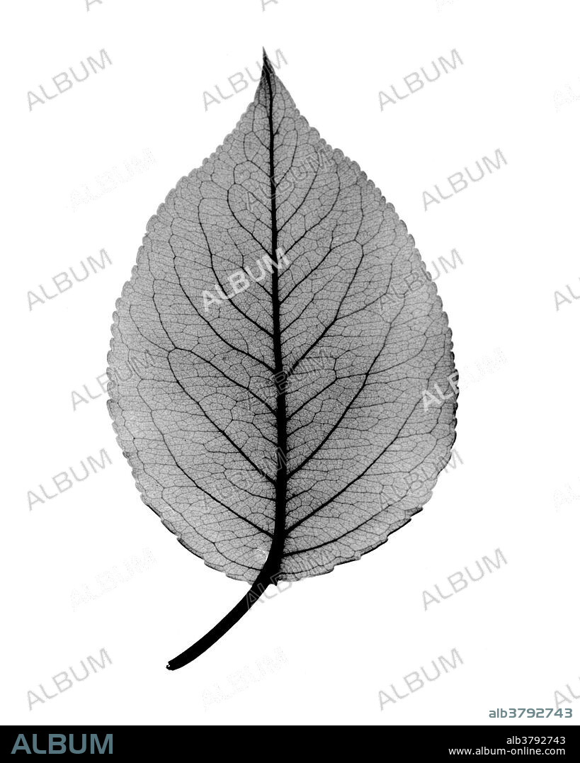 X-ray of a Bartlett pear leaf.