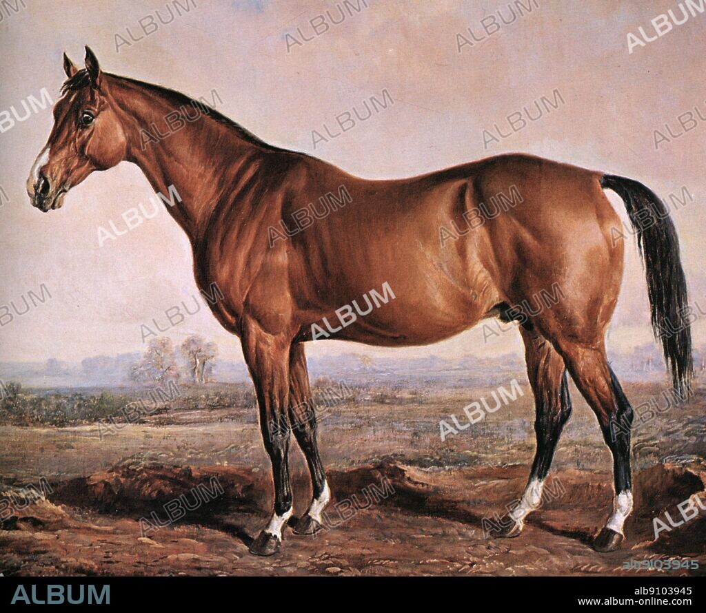 The famous race horse, Lexington, was born in 1850, stood 15 hands (63 inches), 3 inches high, and on April 2, 1855, set a record at the Metaire Course in New Orleans by running 4 miles in 7 minutes, 19 3/4 seconds..  He was the best horse bred in America in the 19th century. Like Man O' War 67 years later, he represented an exceptionally long-established American male line, although there was much recently-imported blood close up in his pedigree. He had limitless stamina and courage, and also the pulverizing speed which enabled him to distance his opponents in many het-races. He became one of the greatest sires of winners in racing history. Perhaps his greatest fame was as sire to numerous blood mares and successful racers, one of whom was Preakness, namesake of the classic race at Pimlico. Lexington died July 1, 1875, at Woodburn Farm, Woodford County, Kentucky. In 1878, his owner, A.J. Alexander, through the auspices of Dr. J.M. Toner, donated the horse's bones to the United States National Museum. The History of Horse Racing by Roger Longrigg, page 217.